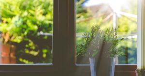 plant in window with sunshine